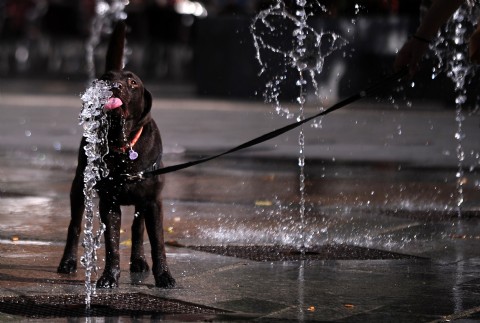 Desde el SMN advierten por temperaturas de más de 40 grados en la provincia