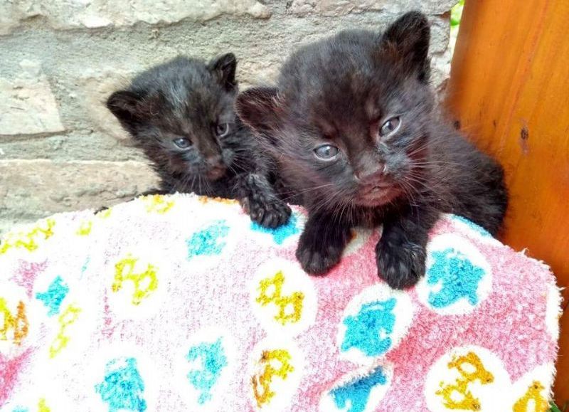 Héroe sin capa: un guardafauna rescató a tres crías de gato montés, cuya madre fue asesinada