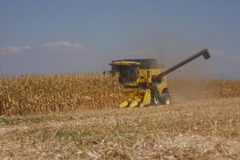 Alerta por la crisis en la producción agrícola: la sequía golpea con fuerza los cultivos de maíz en la provincia