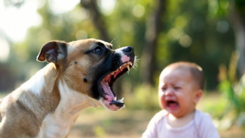 Capital: una beba de un año está grave en el Hospital Alassia tras ser atacada por un perro