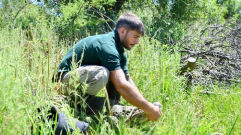 Se concretó en Santa Fe la reinserción de Ricardito, el yacaré que pasó más de 10 años en el Instituto Malbrán