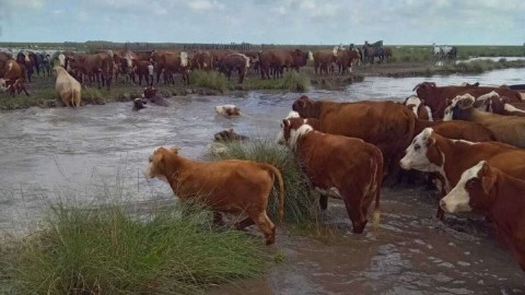 VIDEO | Productores del cordón frutihortícola santafesino piden asistencia urgente tras las inundaciones