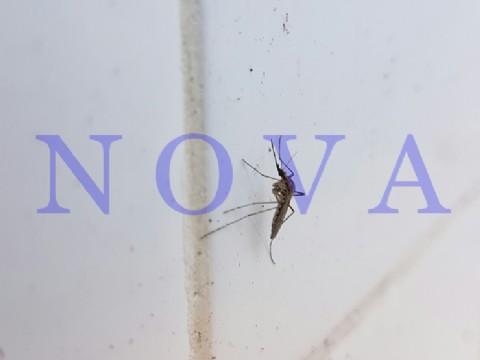 Alerta máxima: detectan al mosquito del dengue en 30 barrios y aumenta la preocupación sanitaria