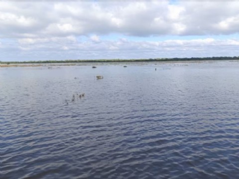 La provincia, colapsada: el agua arrasó el campo y dejó animales aislados