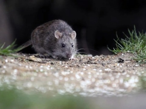 Santa Fe registra un brote de hantavirus y permanece bajo vigilancia epidemiológica