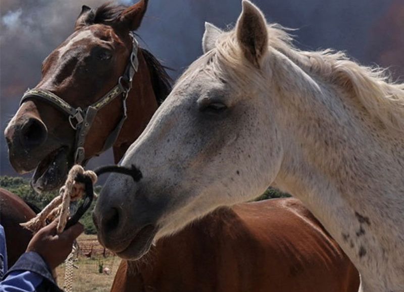 Confirmaron la primera muerte por encefalomielitis equina en el país
