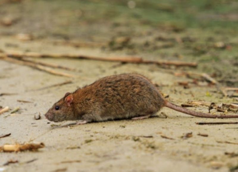 Investigan un posible caso de hantavirus en el hospital Cullen