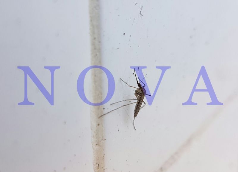 Alerta máxima: detectan al mosquito del dengue en 30 barrios y aumenta la preocupación sanitaria