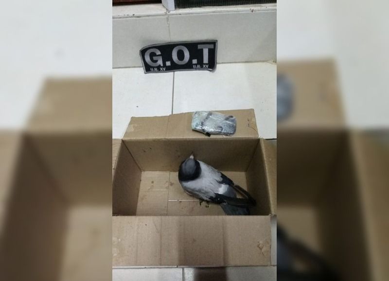 Coronda; una nueva paloma atrapada con elementos destinados a los presos