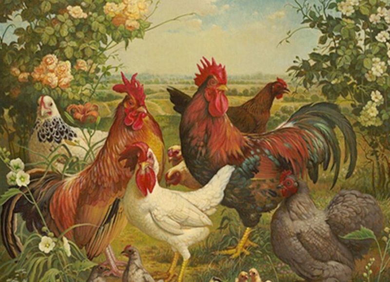 Las aves de corral y sus productos en el Río de la Plata colonial